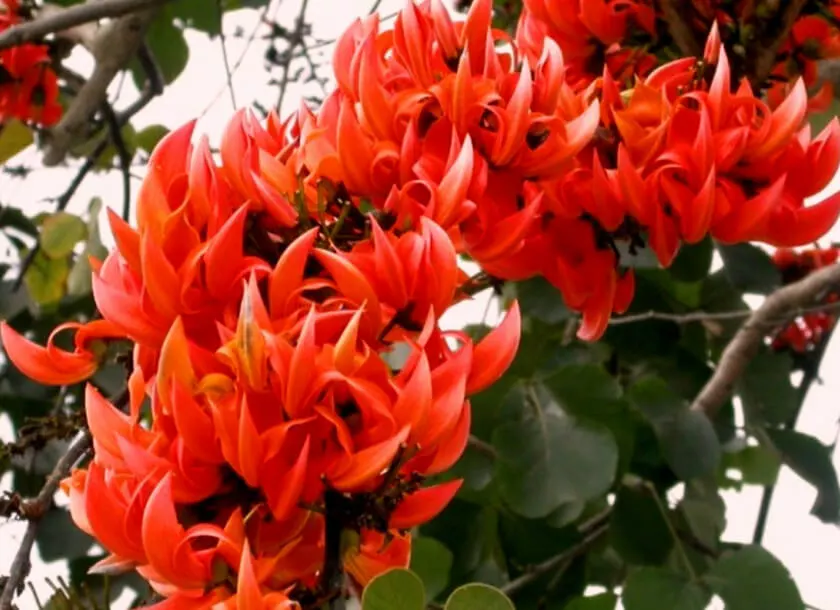 Palash Flower