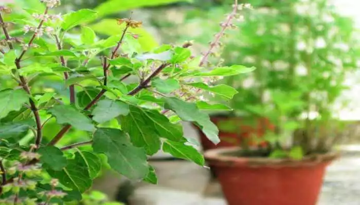 Tulsi Remedies