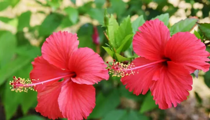 hibiscus flower