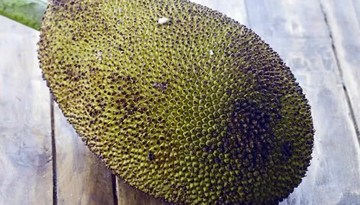 Jackfruit Benefits