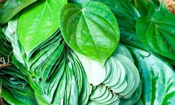 betel leaves benefits