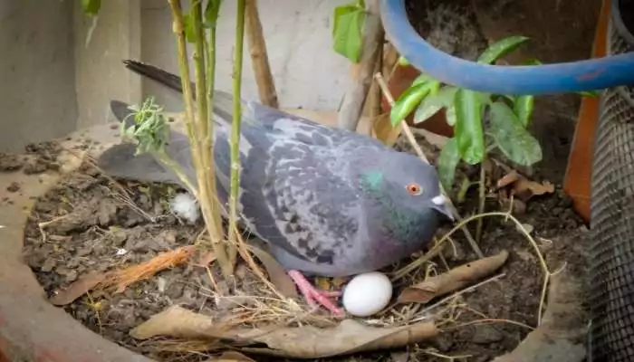 Pigeon Nest in Home