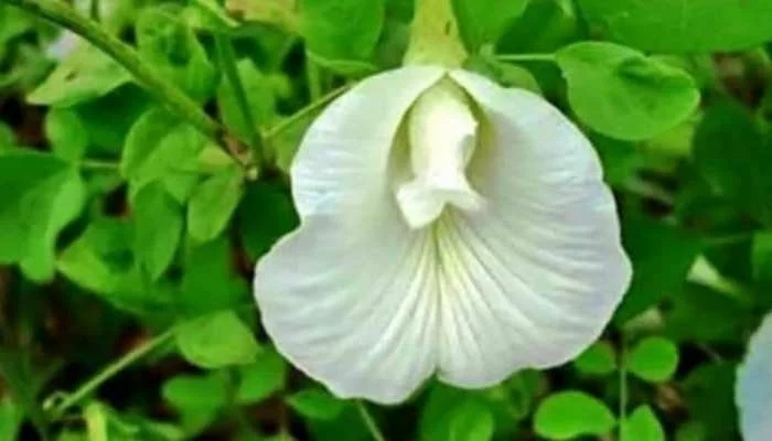 Navratri 2022 Plant